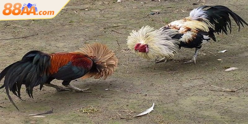 Cách chăm sóc gà đá đúng chuẩn giúp sung mãn, bền sức 4 Tuân thủ các kỹ thuật cơ bản để đảm bảo chiến kê luôn duy trì phong độ tốt nhất